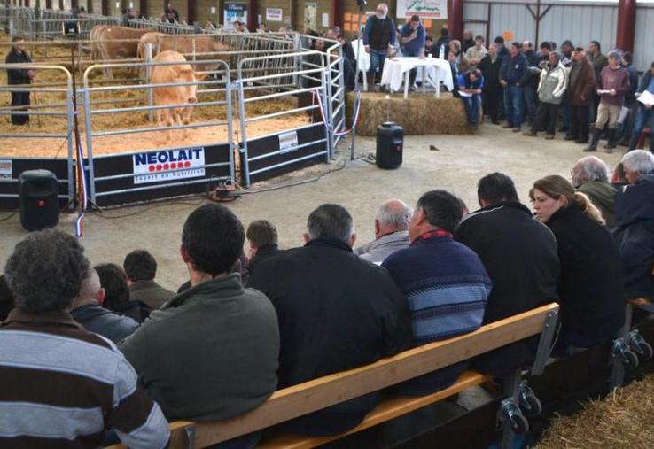 La vente aux enchères de génisses et de jeunes mâles aura lieu le 26 mars à partir de 10h30 au centre d’élevage d’Aussac.