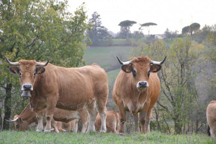 Les vaches Aubrac de l'élevage de Nicolas Boyer-Gibaud à Lisle-sur-Tarn.