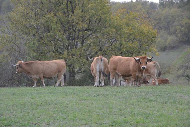 Les vaches Aubrac de l'élevage de Nicolas Boyer-Gibaud à Lisle-sur-Tarn.