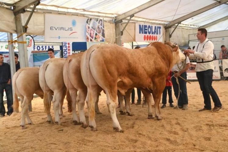 Le championnat des jeunes mâles a été remporté par Hierro du Gaec Fontes à Montpinier (au premier plan)