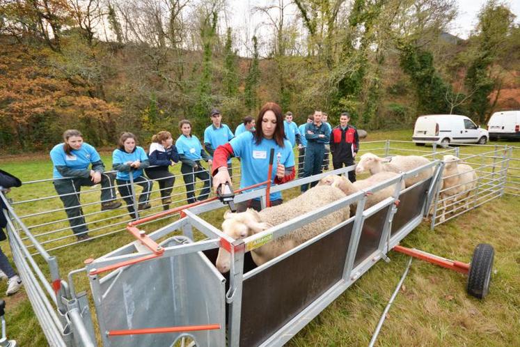 Les jeunes de 16 à 25 ans devaient passer dans trois ateliers pour trier les animaux, leur tailler les onglons et évaluer leur état de santé. Ils devaient aller vite tout en effectuant chaque tâche correctement.